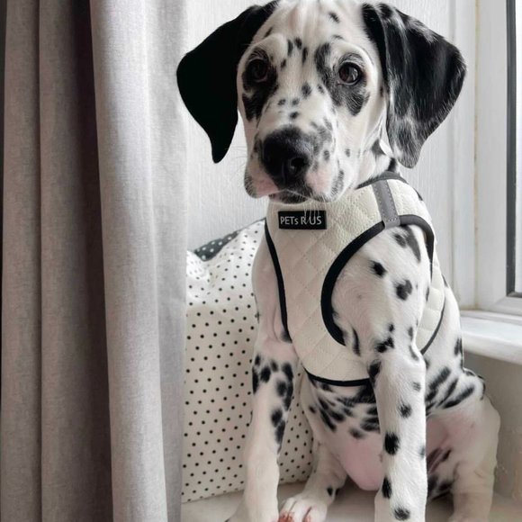 PETsRUS Step In Vest Dog Harness Quilted Vegan Leather White Black Reflective - Picture 3 of 10